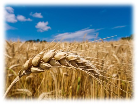 Agriculture élevage