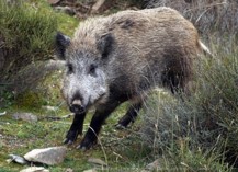 Produits pour le toilettage